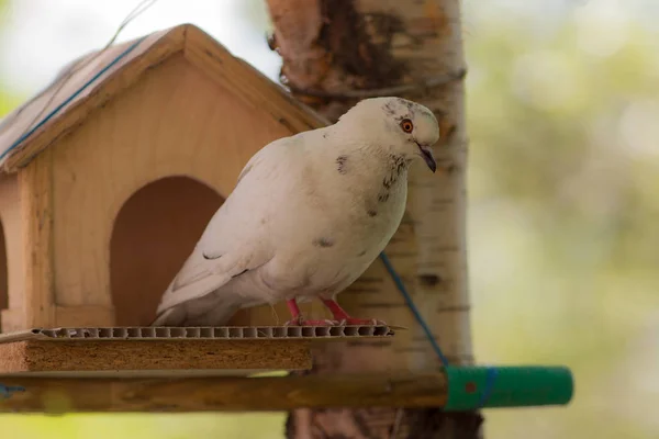 Cottage bir güvercin için — Stok fotoğraf