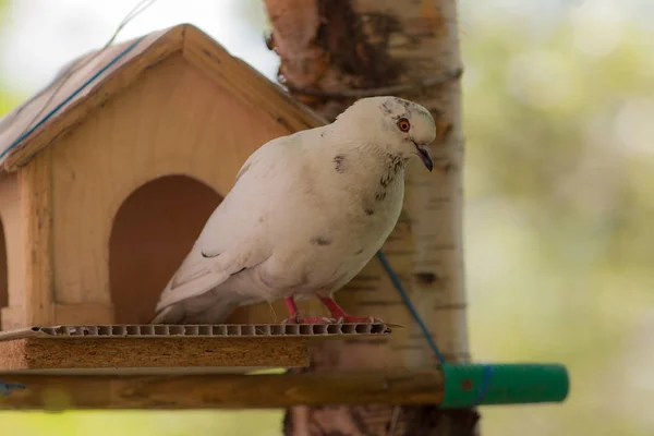 Cottage for a pigeon — Stock Photo, Image