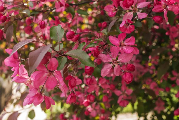 Pink blooming apple tree — Stock Photo, Image