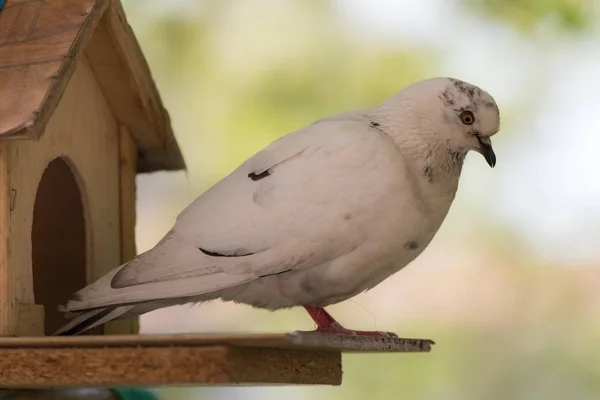 Pigeon blanc Gros plan — Photo