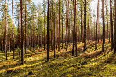 erken sonbaharda iğne yapraklı orman