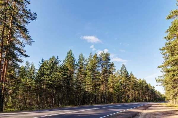 Yol bir çam ormanı içinde