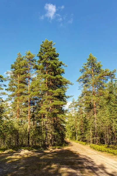 Liggande i skogen — Stockfoto