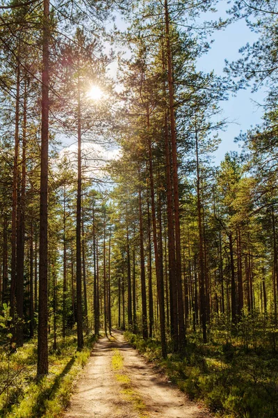 Landschaft im Wald — Stockfoto