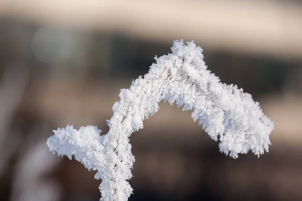 Twig in een vorst — Stockfoto