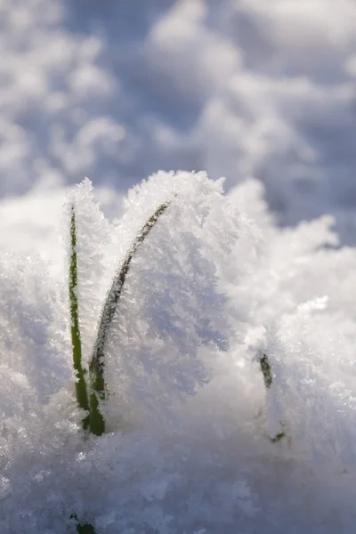 Grönt gräs i en frost — Stockfoto