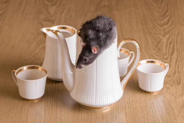 Rata con un juego de té — Foto de Stock