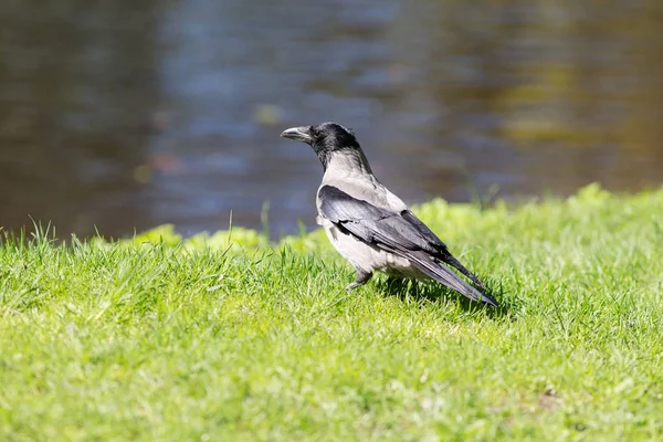 Crow on green spring grass — Stock Photo, Image