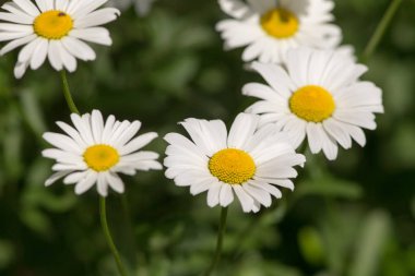 Beyaz papatya portre