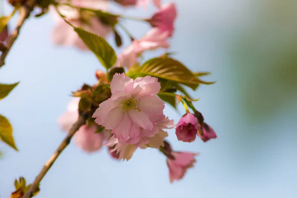 Fiore di ciliegio primo piano — Foto Stock