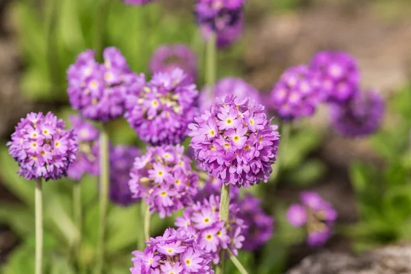 Bahar çiçekli çuha çiçeği — Stok fotoğraf