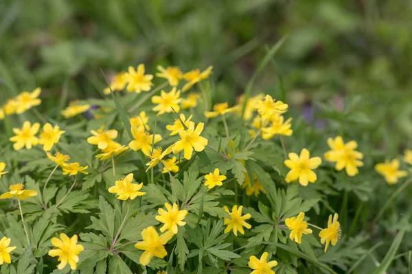 Fiori gialli — Foto Stock