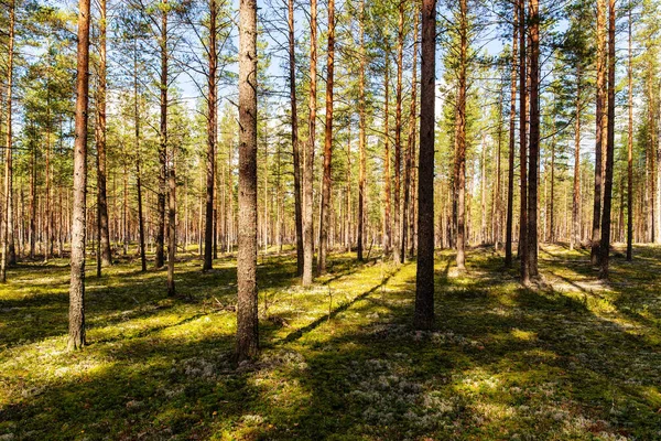 Sunny day in the forest — Stock Photo, Image
