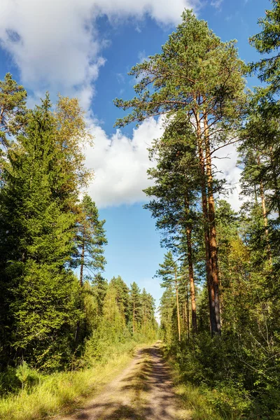 Estrada de terra na floresta — Fotografia de Stock