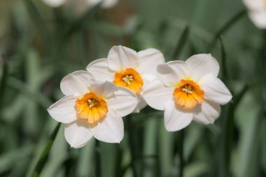 ön planda üç nergis