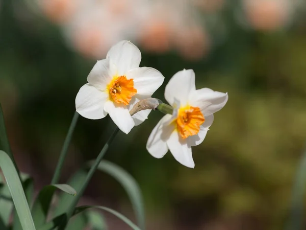 Deux jonquilles blanches — Photo