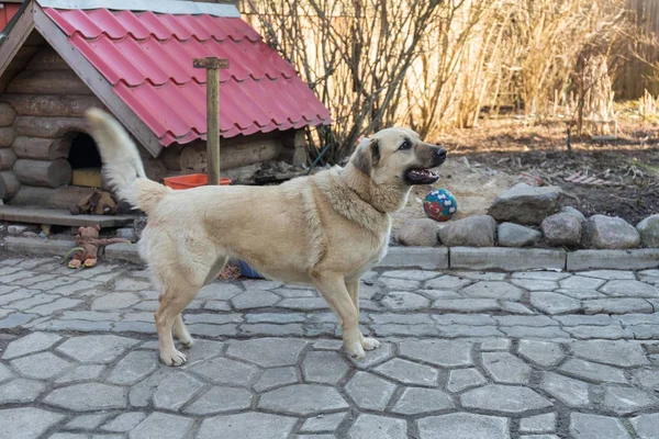 Собака у дворі — стокове фото