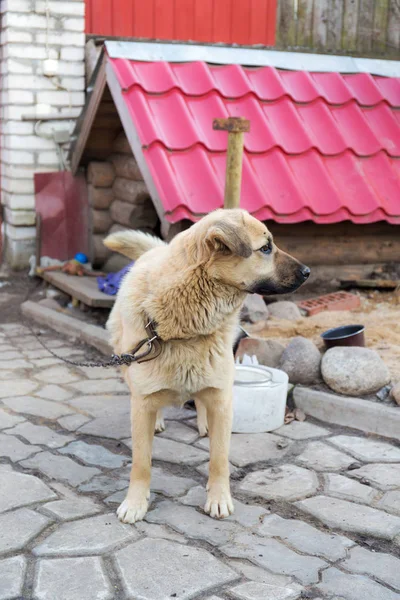 Perro en una cadena — Foto de Stock