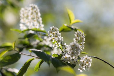 çiçek açan kuş kiraz