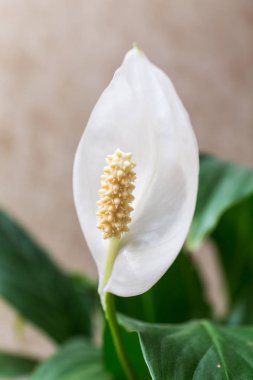 Beyaz calla yakın çekim