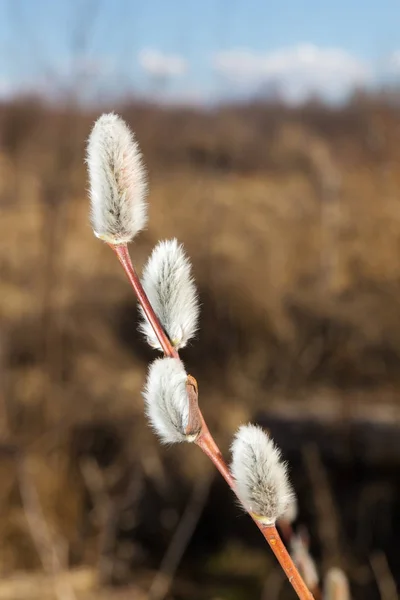 Rameau de printemps de saule — Photo