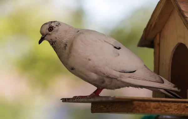 Portrait of a dove — Stock Photo, Image