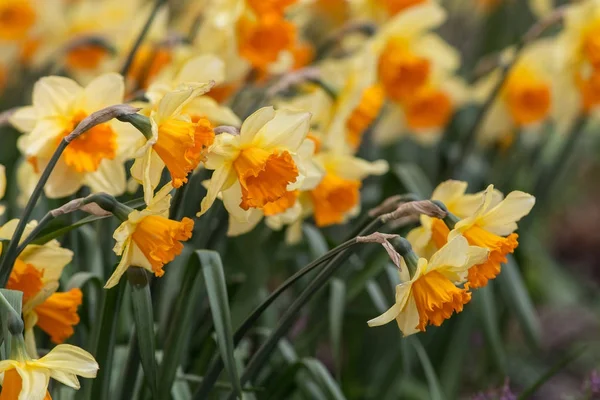 Narcisos en el jardín de primavera —  Fotos de Stock