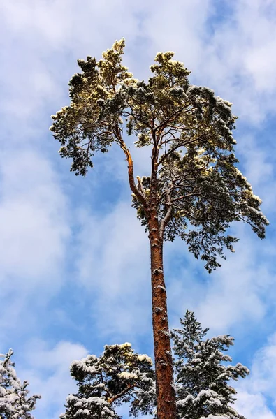 Pine top after snowfall — Stock Photo, Image