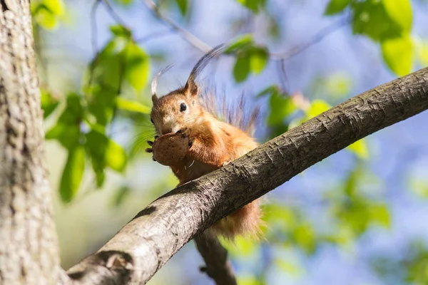 Eichhörnchen mit einer Mutter — Stockfoto