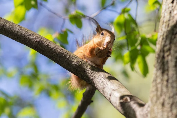 다람쥐가 견과를 먹다 — 스톡 사진