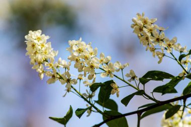 kiraz dallar yakın çekim