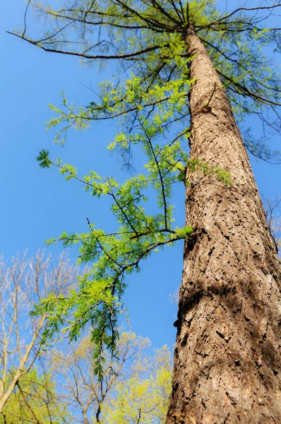 Larch with soft green needles — Stock Photo, Image