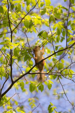 Sincaplar için vitaminler