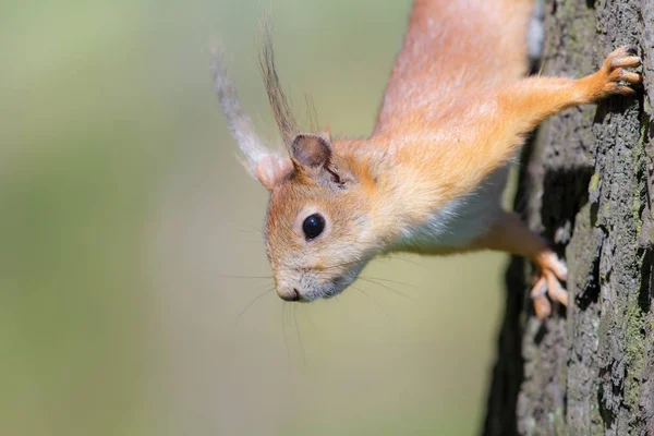 Wiewiórka zbliżenie — Zdjęcie stockowe
