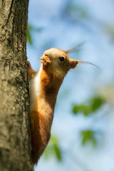 Wiewiórka na pniu drzewa — Zdjęcie stockowe