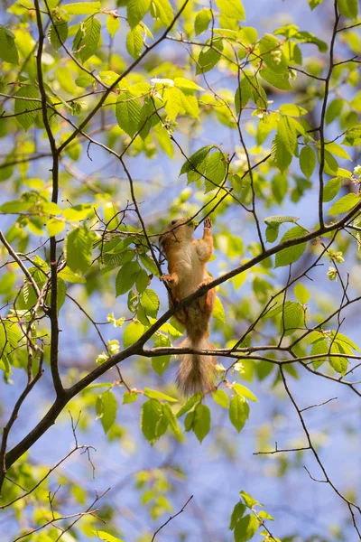 다람쥐에 대 한 비타민 — 스톡 사진