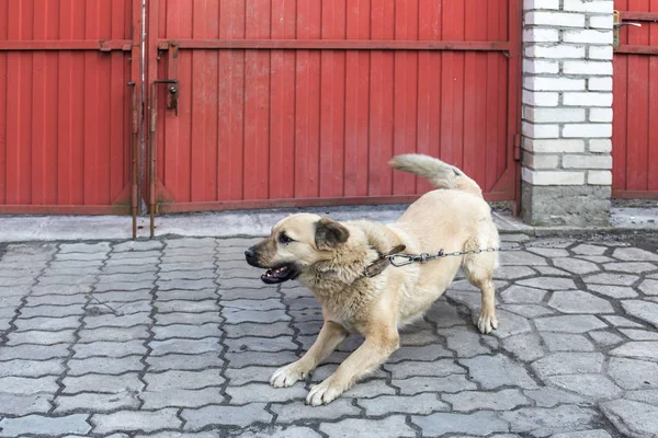 Perro en una cadena en el patio — Foto de Stock