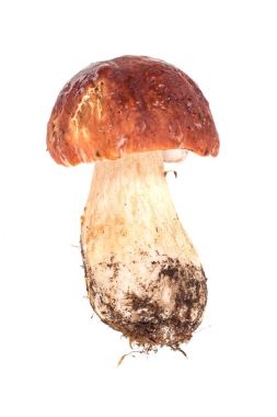 cep closeup beyaz arka plan üzerinde