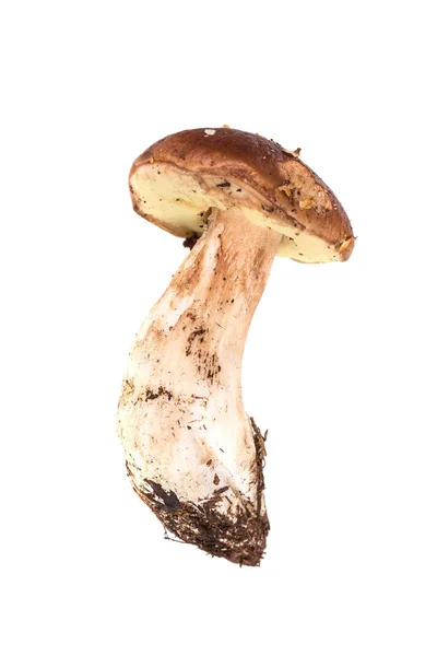 Cep close up — Stock Photo, Image