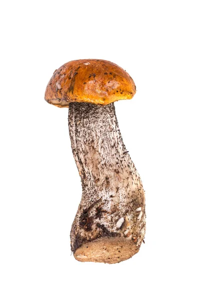 Orange-cap boletus closeup — стоковое фото