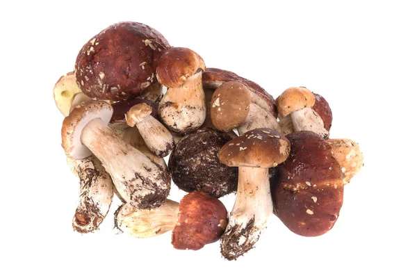 Pile of cep — Stock Photo, Image