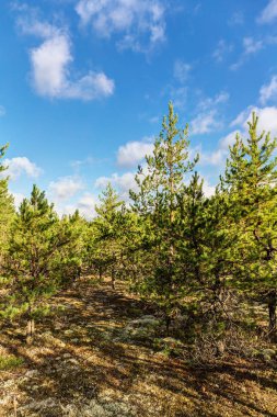 Çam ormanı güneşli bir günde