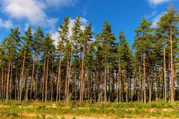 Kiefernwald an einem sonnigen Tag — Stockfoto