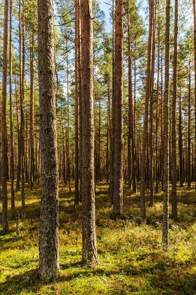 Landschaft in einem Kiefernwald — Stockfoto