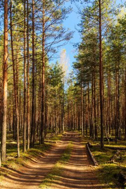 Çam ormanındaki toprak yol.