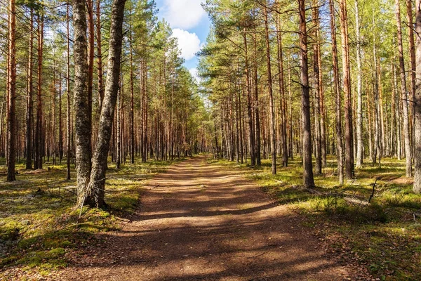 Дорога в лесу — стоковое фото