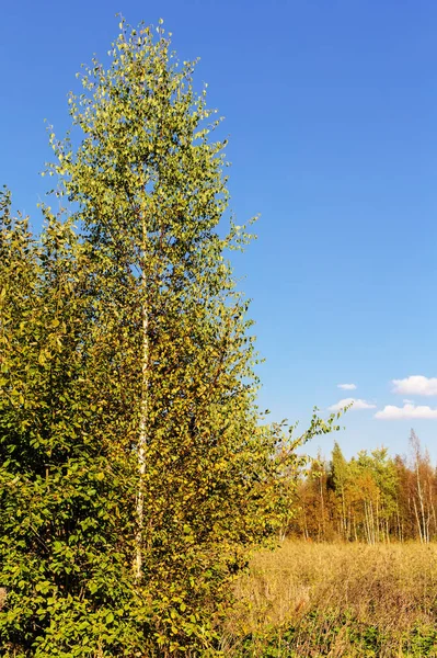 Birch on the edge — Stock Photo, Image