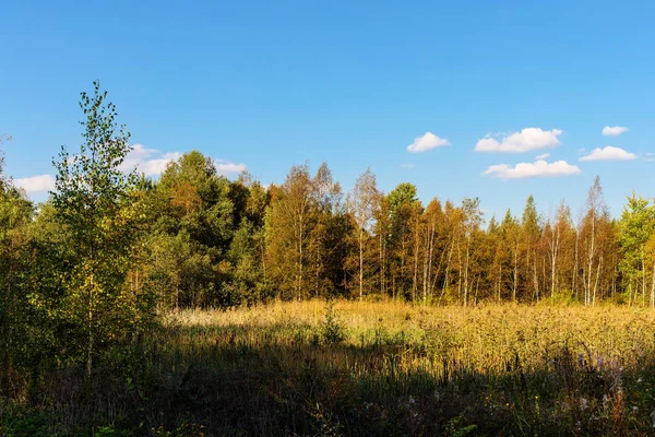 初期の秋の森 — ストック写真