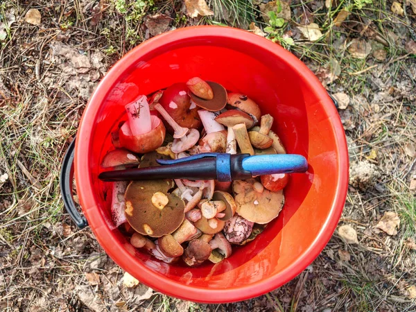 Edible mushrooms in a bucket — Stock Photo, Image