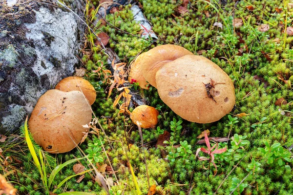 Grupa z orange-cap Borowik — Zdjęcie stockowe